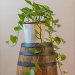 A Casa Di Luna